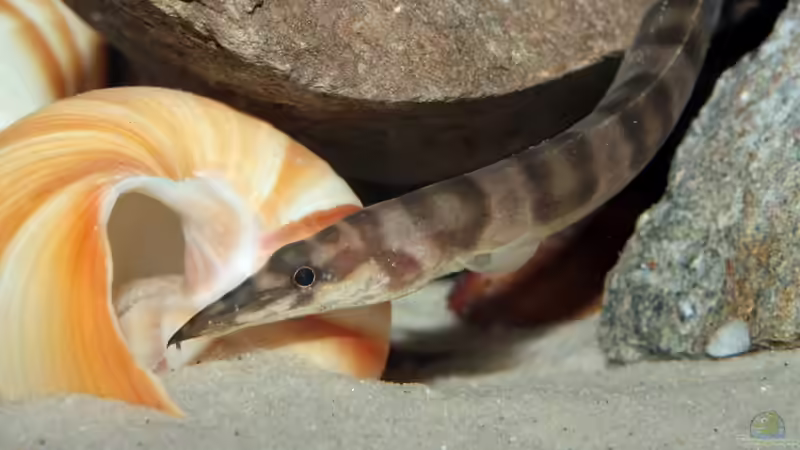 Besatz im Aquarium Great Lake Tanganjika von Koehler (62)