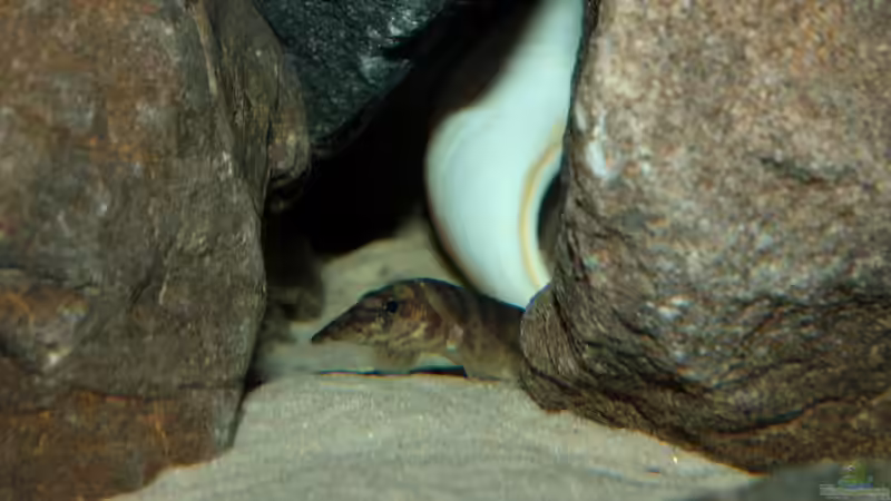 Besatz im Aquarium Great Lake Tanganjika von Koehler (63)