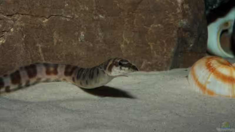 Besatz im Aquarium Great Lake Tanganjika von Koehler (65)