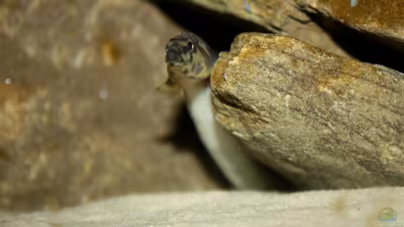 Besatz im Aquarium Great Lake Tanganjika von Koehler (66)