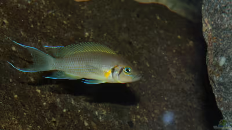 Besatz im Aquarium Great Lake Tanganjika von Koehler (73)