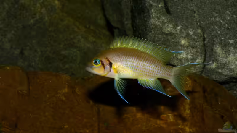 Besatz im Aquarium Great Lake Tanganjika von Koehler (74)