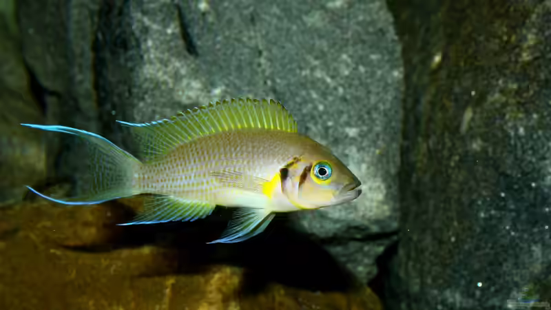 Besatz im Aquarium Great Lake Tanganjika von Koehler (75)