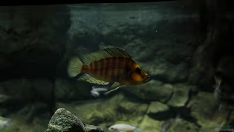 Besatz im Aquarium Great Lake Tanganjika von Koehler (76)