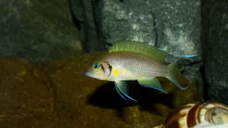 Besatz im Aquarium Great Lake Tanganjika von Koehler (77)