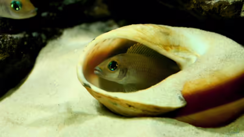 Besatz im Aquarium Great Lake Tanganjika von Koehler (79)