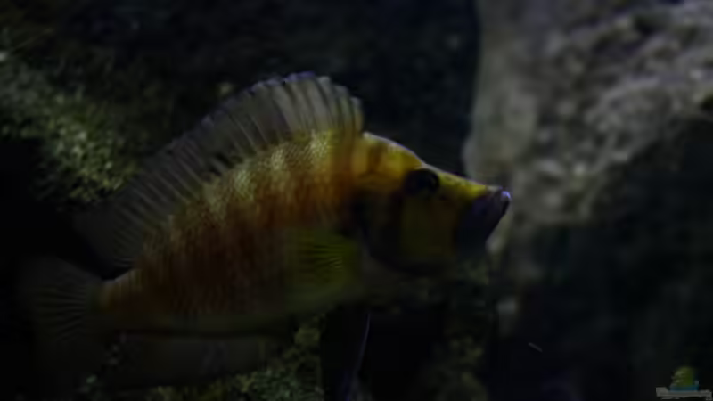 Besatz im Aquarium Great Lake Tanganjika von Koehler (81)
