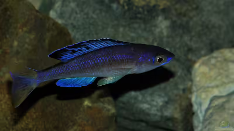 Besatz im Aquarium Great Lake Tanganjika von Koehler (84)