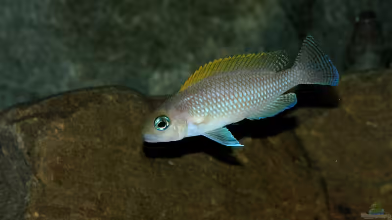 Besatz im Aquarium Great Lake Tanganjika von Koehler (85)