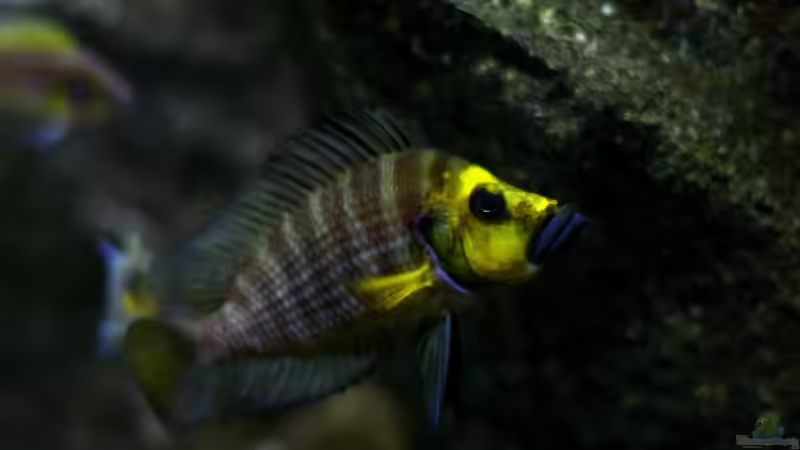 Besatz im Aquarium Great Lake Tanganjika von Koehler (89)