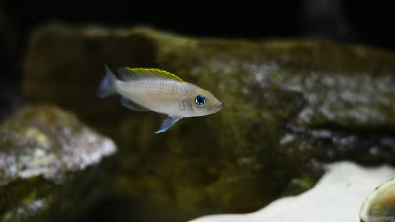 Besatz im Aquarium Great Lake Tanganjika von Koehler (90)