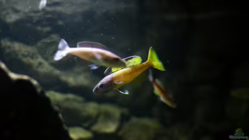 Besatz im Aquarium Great Lake Tanganjika von Koehler (91)