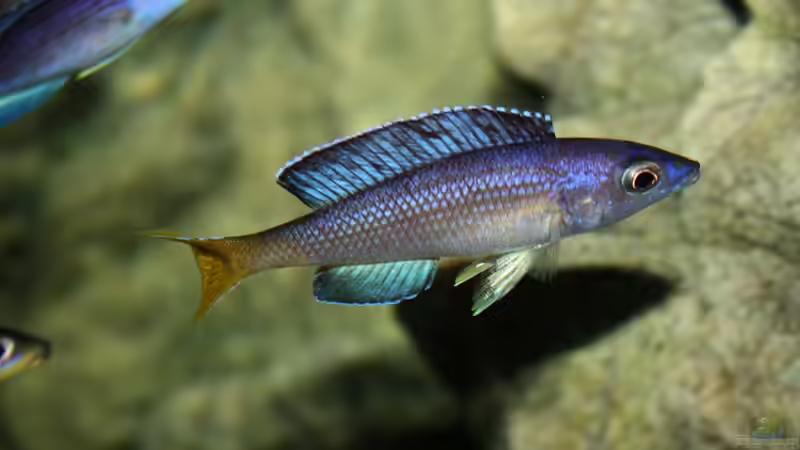 Besatz im Aquarium Great Lake Tanganjika von Koehler (92)