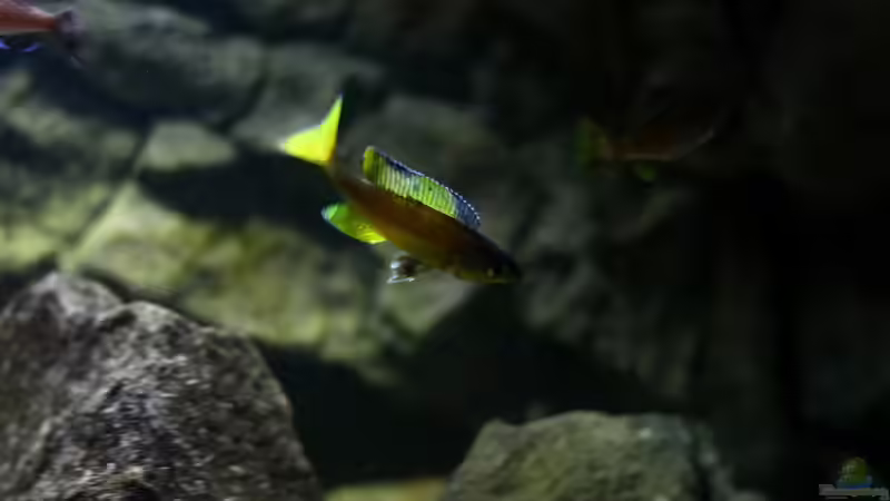 Besatz im Aquarium Great Lake Tanganjika von Koehler (94)