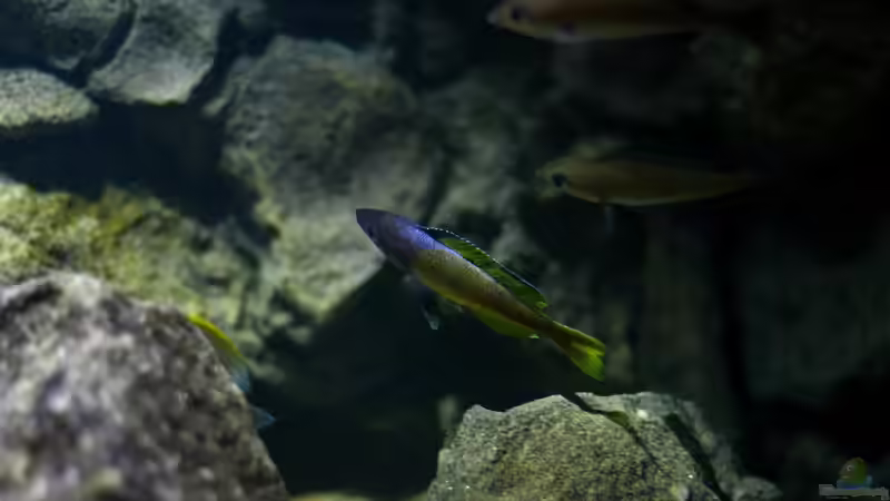 Besatz im Aquarium Great Lake Tanganjika von Koehler (95)