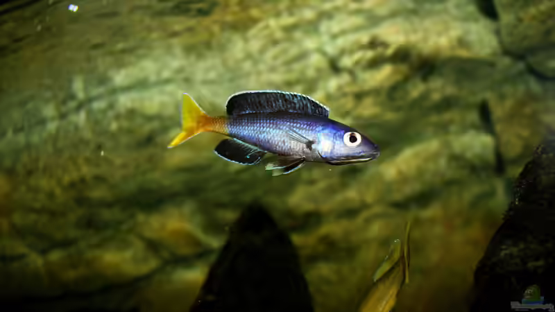 Besatz im Aquarium Great Lake Tanganjika von Koehler (97)