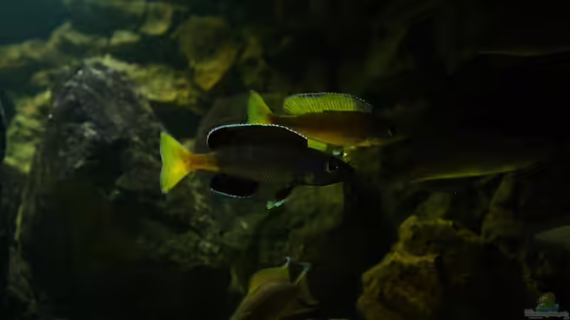 Besatz im Aquarium Great Lake Tanganjika von Koehler (98)