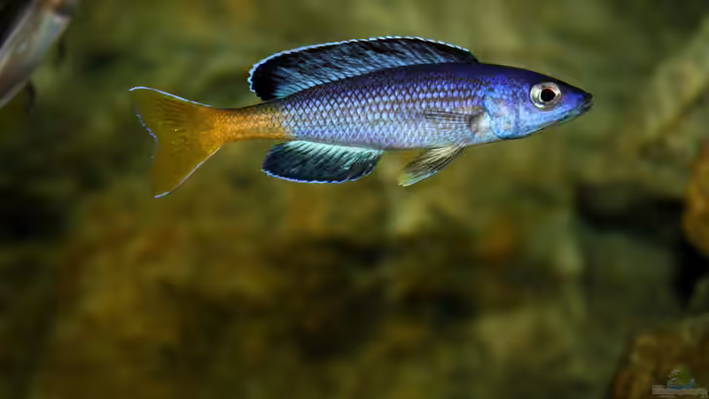 Besatz im Aquarium Great Lake Tanganjika von Koehler (99)