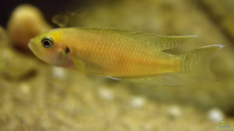 Besatz im Aquarium Great Rift - nur noch Beispiel von Didi (57)