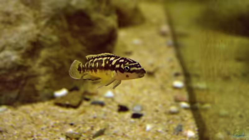 Besatz im Aquarium Great Rift - nur noch Beispiel von Didi (58)