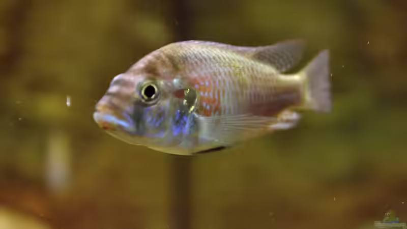 Besatz im Aquarium Great Rift - nur noch Beispiel von Didi (59)