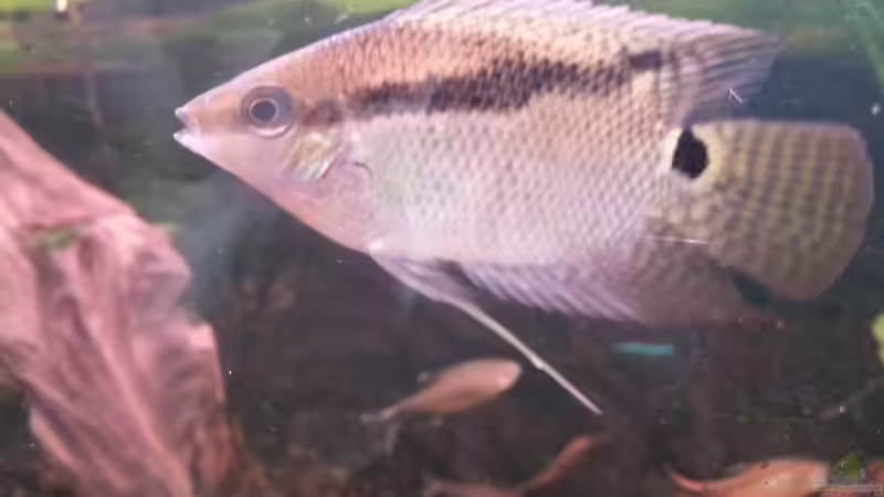 Besatz im Aquarium Green Amazonas von Zomic (17)