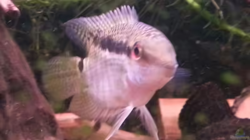 Besatz im Aquarium Green Amazonas von Zomic (18)