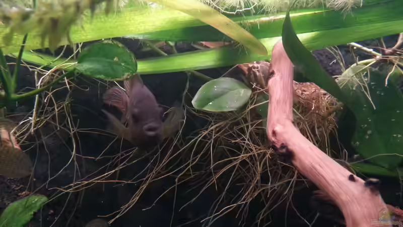 Besatz im Aquarium Green Amazonas von Zomic (21)