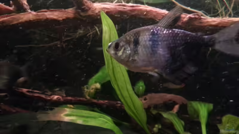 Besatz im Aquarium Green Amazonas von Zomic (25)