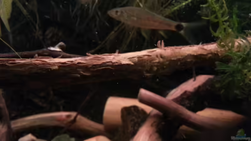 Besatz im Aquarium Green Amazonas von Zomic (26)