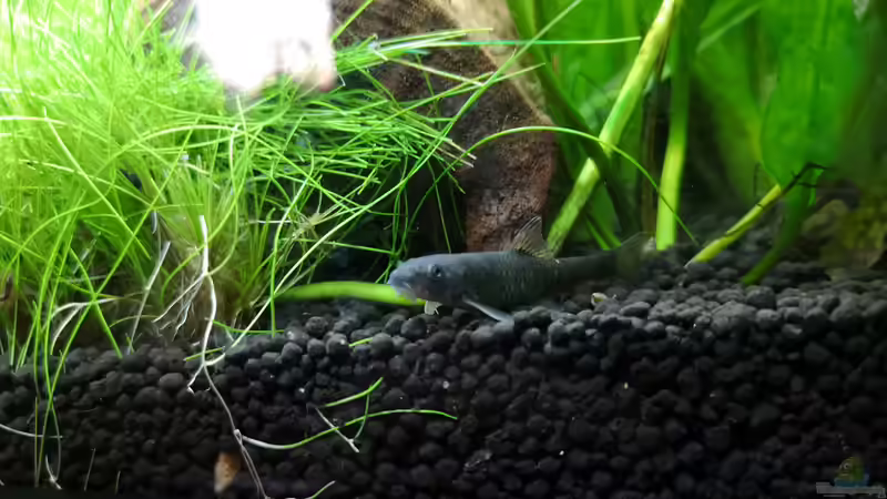 Besatz im Aquarium Green Caves von Radi87 (18)