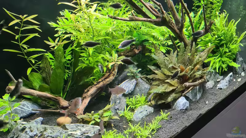 Besatz im Aquarium Green Island von domnk (26)