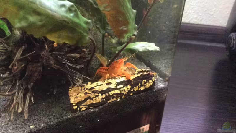 Besatz im Aquarium Green Kitchen Dream von GG (4)