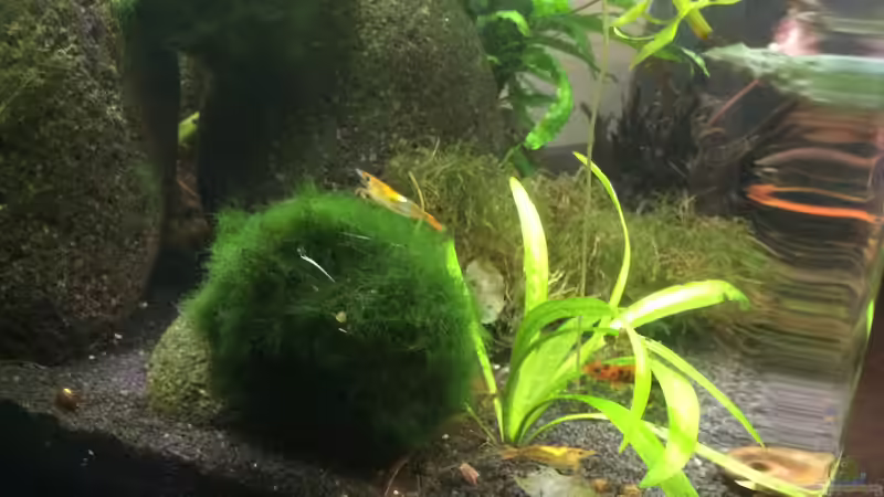 Besatz im Aquarium Green Kitchen Dream von GG (6)