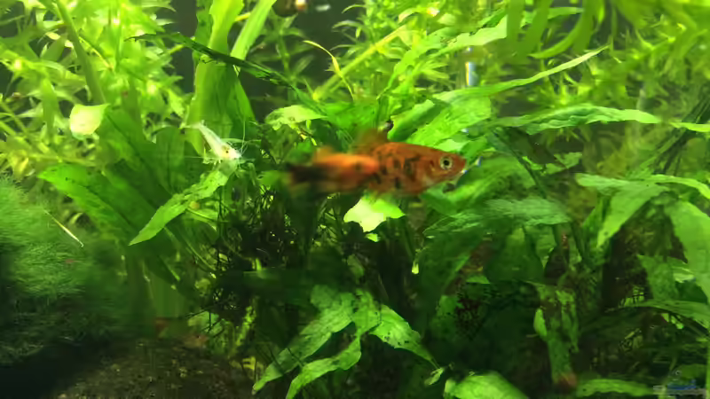 Besatz im Aquarium Green Kitchen Dream von GG (7)