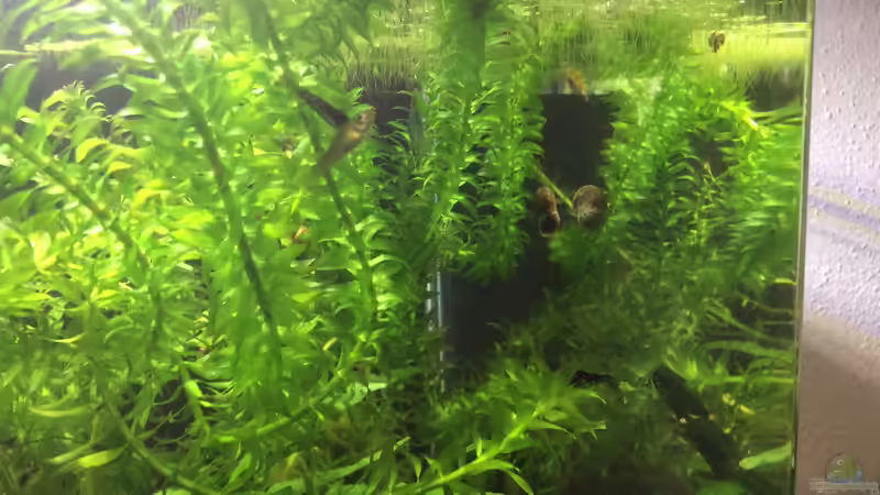 Besatz im Aquarium Green Kitchen Dream von GG (8)