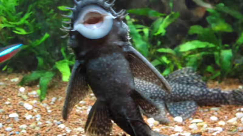 Besatz im Aquarium green Lounge (aufgelöst, nur noch als Beispiel) von Malawi-Dude (14)