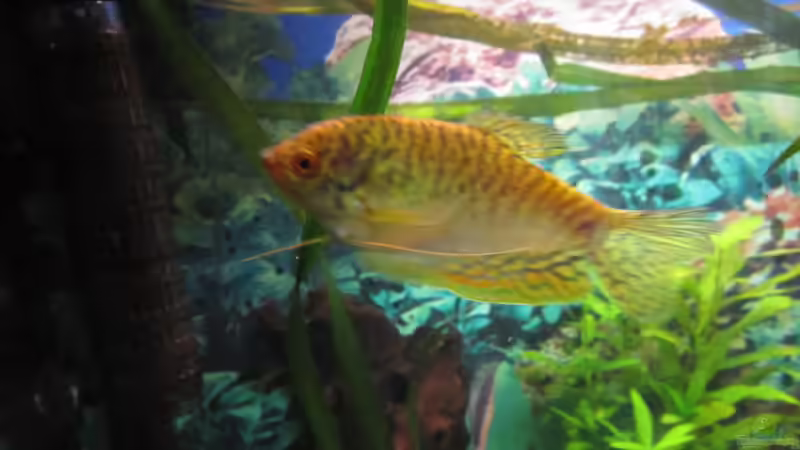 Besatz im Aquarium green Lounge (aufgelöst, nur noch als Beispiel) von Malawi-Dude (8)