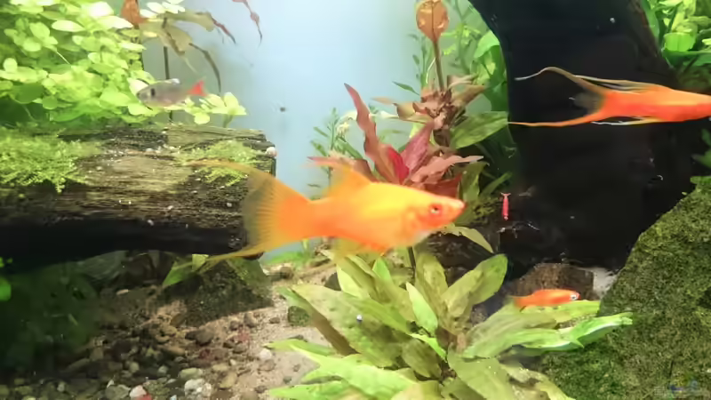 Besatz im Aquarium green quarry von Aquaristik-Padawan (40)