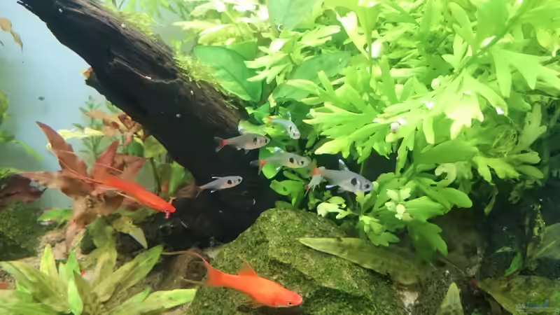 Besatz im Aquarium green quarry von Aquaristik-Padawan (45)