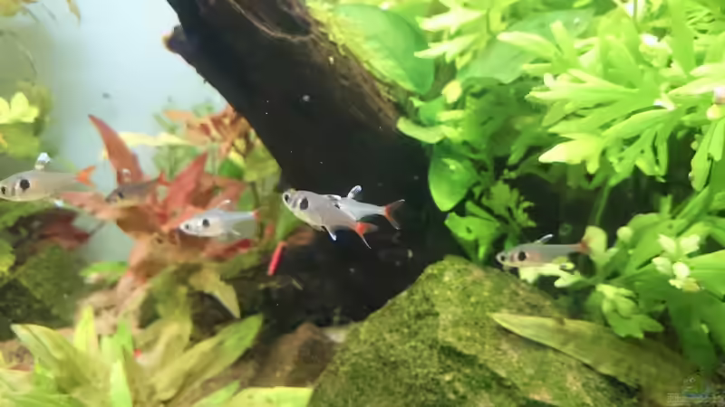 Besatz im Aquarium green quarry von Aquaristik-Padawan (46)