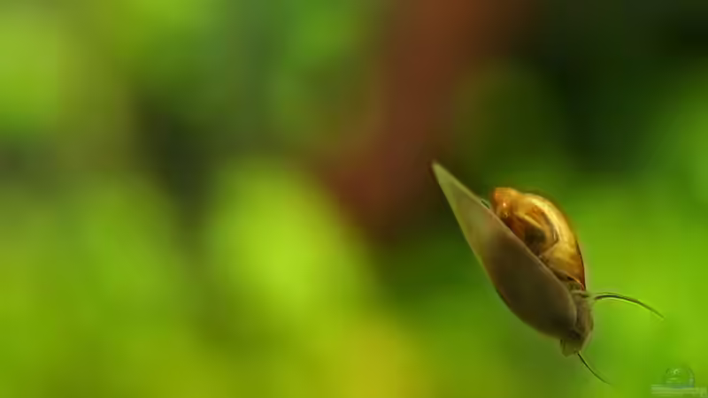 Besatz im Aquarium Green von Arely (23)