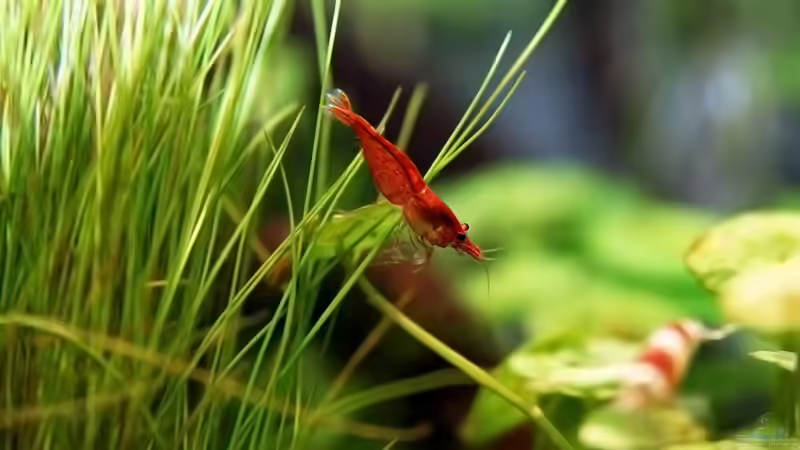 Besatz im Aquarium Green von Arely (25)