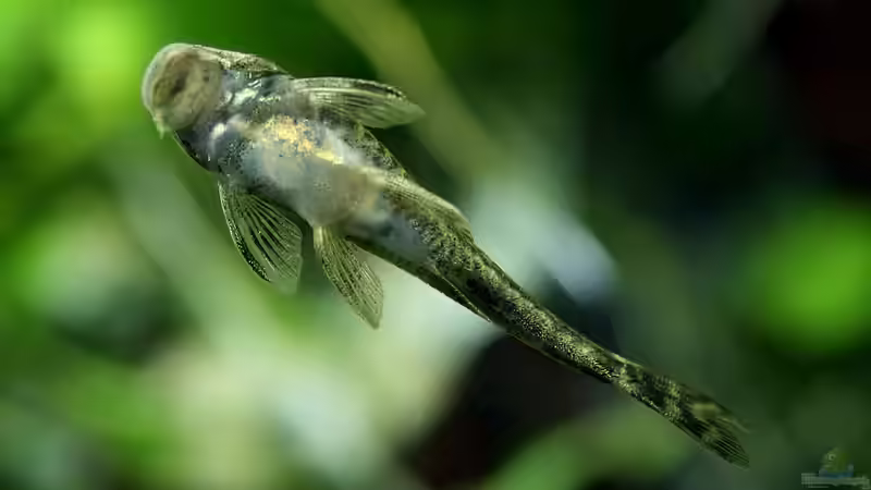 Besatz im Aquarium Green von Arely (27)