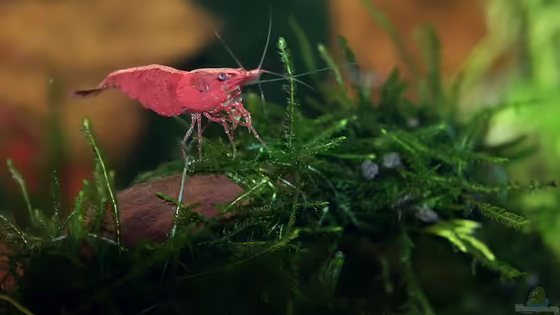Besatz im Aquarium Green von Arely (28)