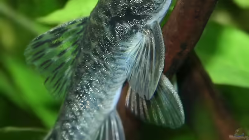 Besatz im Aquarium Green von Arely (29)