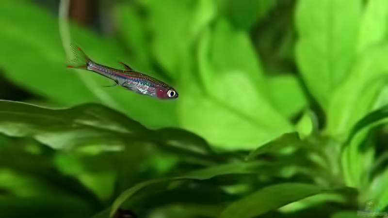 Besatz im Aquarium Green von Arely (31)