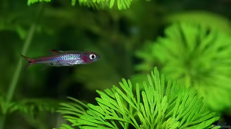 Besatz im Aquarium Green von Arely (32)