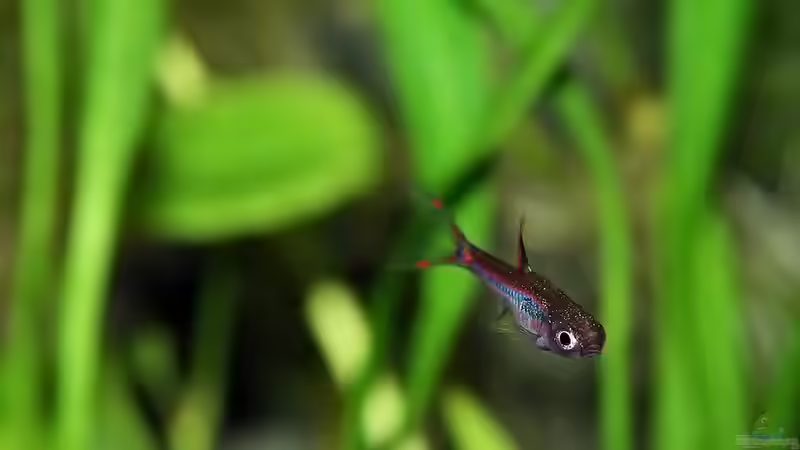 Besatz im Aquarium Green von Arely (36)