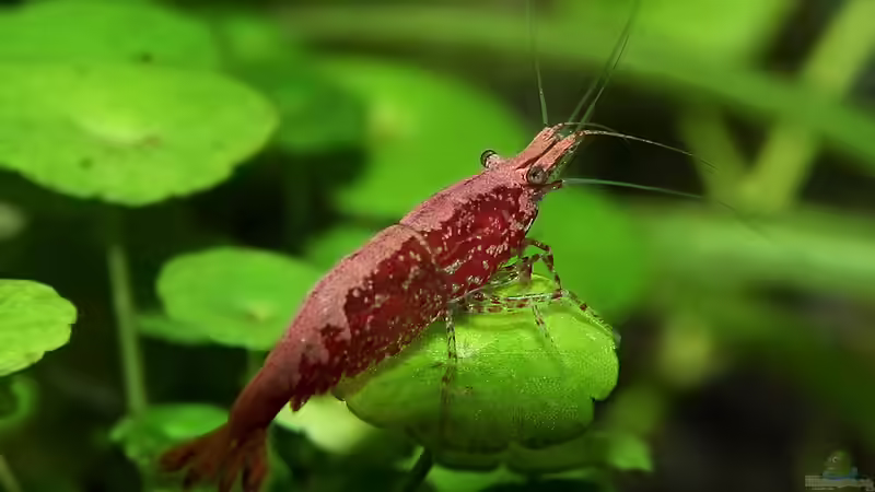 Besatz im Aquarium Green von Arely (37)
